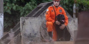 Heróis de 4 patas: conheça o trabalho de cães que atuam na segurança
