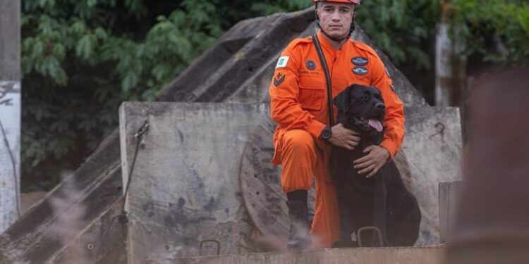 Heróis de 4 patas: conheça o trabalho de cães que atuam na segurança