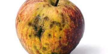 Dá para salvar? Especialista diz quando não retirar o mofo e comer