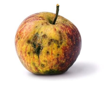 Dá para salvar? Especialista diz quando não retirar o mofo e comer