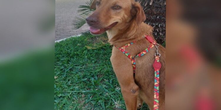 Shopping do DF fará feira de adoção de cães e gatos neste sábado