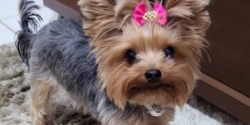 Cachorrinha sequestrada é celebridade em cidade do Rio Grande do Norte