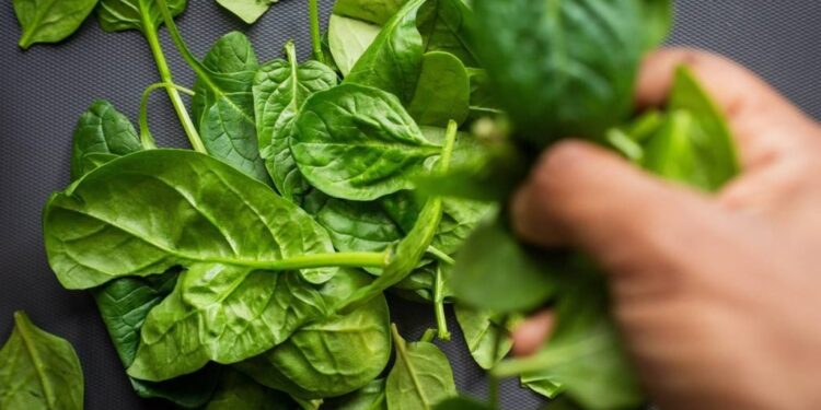 Espinafre aumenta a massa muscular? Saiba propriedades do vegetal