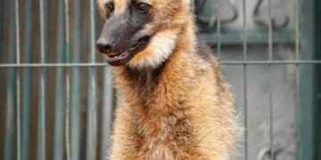 Zoológico de Brasília anuncia loba-guará Atena como nova mascote