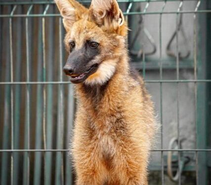 Zoológico de Brasília anuncia loba-guará Atena como nova mascote