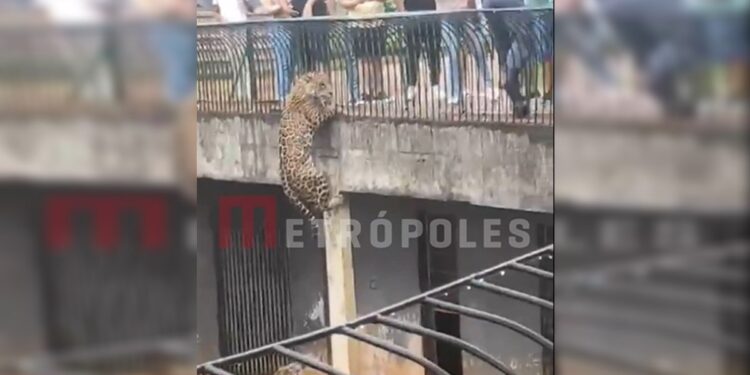 Vídeo: onça escala parede e quase foge de fosso no Zoo de Brasília