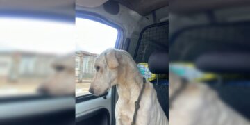 Trio de cães amarga maus-tratos, fome e sede no DF. Um morreu no Natal