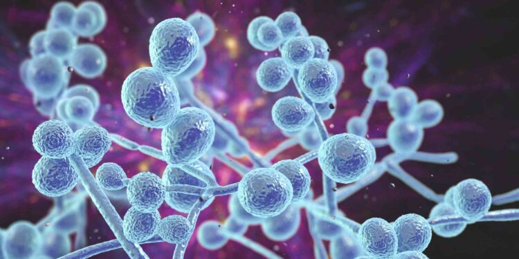 Esponja pode tornar tratamento da candidíase mais confortável e eficaz