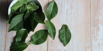 Aprenda receita de chá de ora-pro-nóbis com gengibre para emagrecer