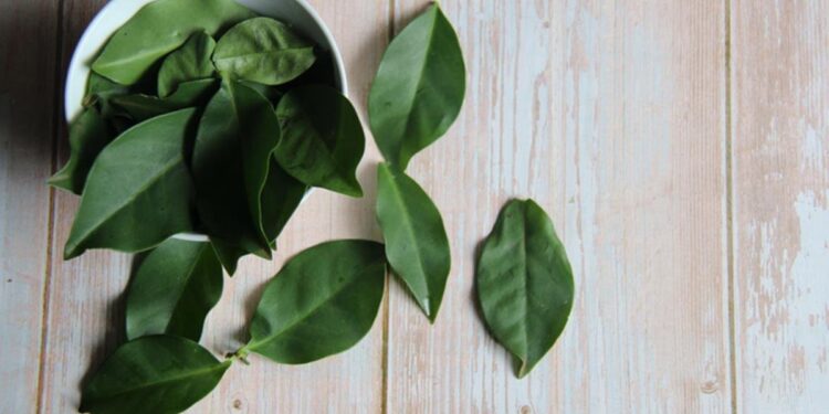 Aprenda receita de chá de ora-pro-nóbis com gengibre para emagrecer