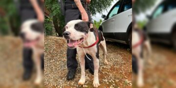 Vídeo: resgatado pela PCDF, cãozinho Hulk está disponível para adoção