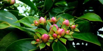 Além das folhas: conheça a fruta da ora-pro-nóbis e seus benefícios