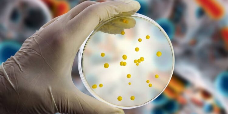 Cientistas descobrem 35 novas espécies de bactérias em pacientes