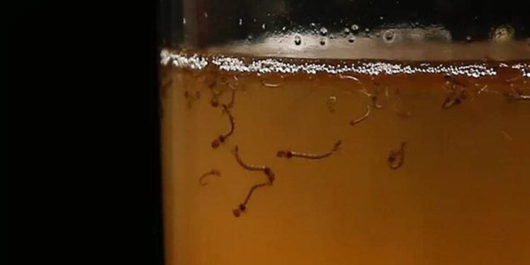 Veja explicação para a explosão dos casos de dengue em Brasília 