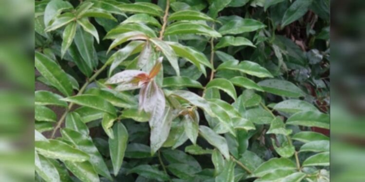 Saiba qual variedade de ora-pro-nóbis não deve ser consumida crua