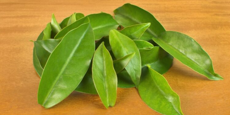 Saiba quanta proteína existe em 100 gramas de ora-pro-nóbis