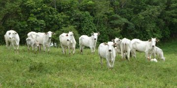 JBS e FriGol teriam comprado gado ilegal criado em Terra Indígena Apyterewa, denuncia ONG