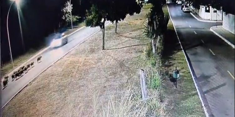 Vídeo mostra momento em que motorista atropela capivaras no Lago Sul