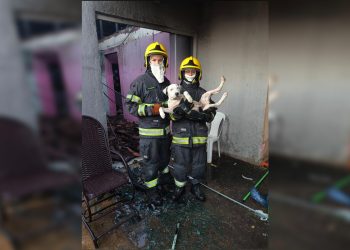 Bombeiros resgatam cachorros durante incêndio em casa no Entorno do DF