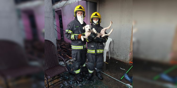 Bombeiros resgatam cachorros durante incêndio em casa no Entorno do DF
