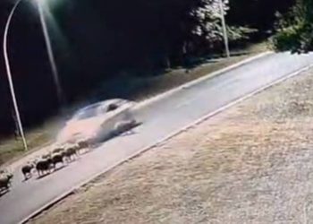 Motorista que matou 12 capivaras no Lago Sul já foi identificado