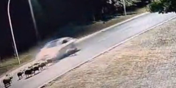 Motorista que matou 12 capivaras no Lago Sul já foi identificado