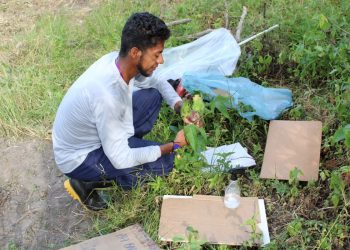 Indígena resgata saberes ancestrais em estudo sobre plantas medicinais