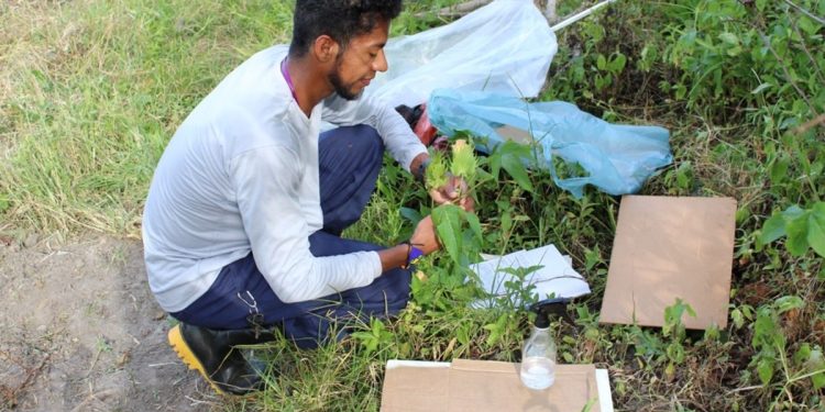Indígena resgata saberes ancestrais em estudo sobre plantas medicinais