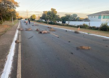 Lago Sul: condutor de carreta foge após atropelar e matar 13 capivaras