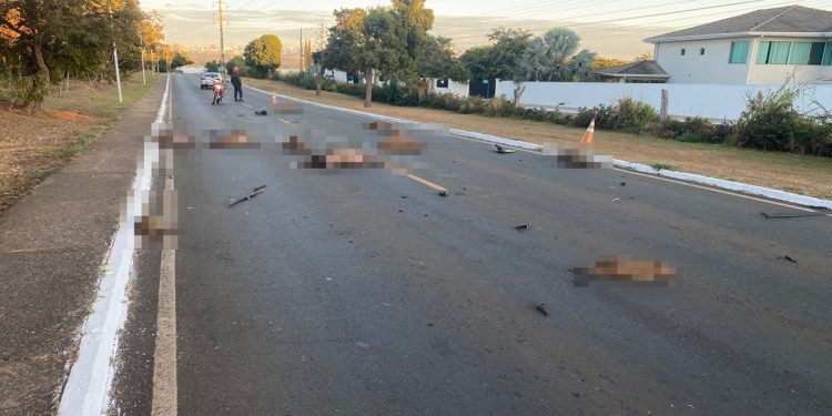 Lago Sul: condutor de carreta foge após atropelar e matar 13 capivaras