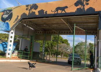 Após mais de um mês fechado, Zoo de Brasília reabre. Veja horários