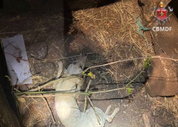 Vídeo: cachorro é resgatado por bombeiros após cair em bueiro no DF