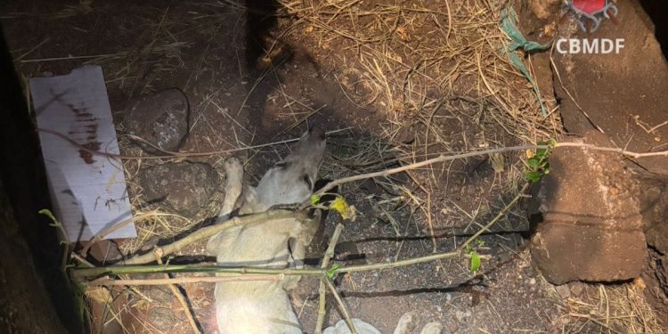 Vídeo: cachorro é resgatado por bombeiros após cair em bueiro no DF