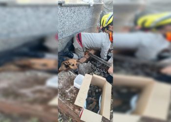 Túmulo vira berçário e cadela dá à luz a 15 filhotinhos em cemitério