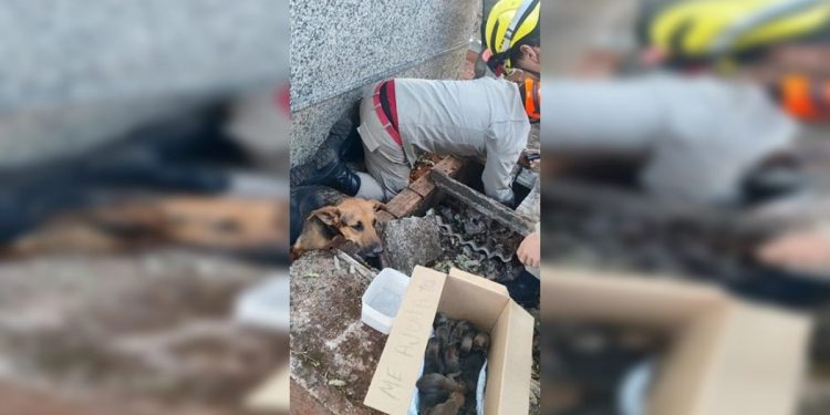 Túmulo vira berçário e cadela dá à luz a 15 filhotinhos em cemitério