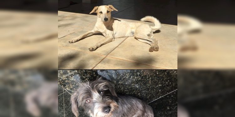 Homem abandona cadelas na rua e mente para a ex dizendo que doou pets