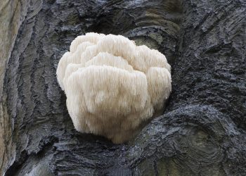 Juba de leão: conheça as evidências científicas sobre o fungo