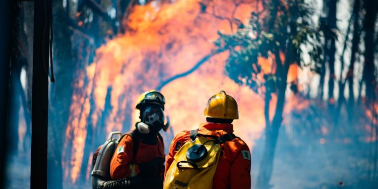 Flona pode levar 2 décadas para recuperar vegetação queimada em 2024