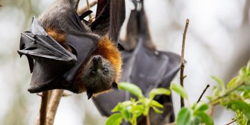 Homem morre na Austrália após mordida de morcego com vírus raro