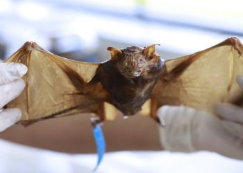 Secretaria de Saúde do DF confirma dois casos de raiva em morcegos