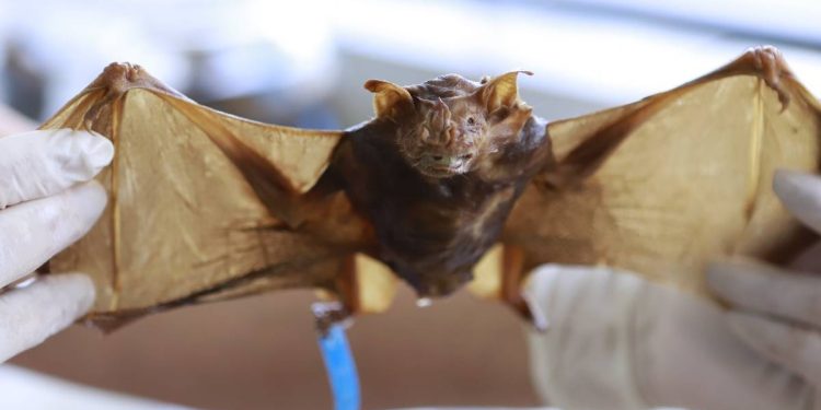 Secretaria de Saúde do DF confirma dois casos de raiva em morcegos