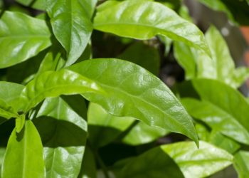 Saiba mais sobre planta secreta que é ótima para digestão e imunidade