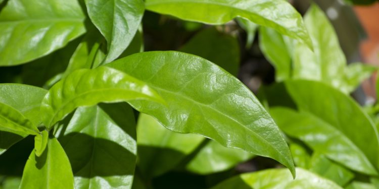 Saiba mais sobre planta secreta que é ótima para digestão e imunidade