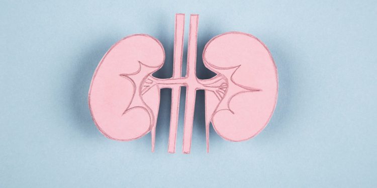 Transplante: técnica brasileira permite conservar rins em água de coco