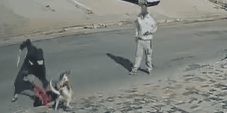 Tentativa de homicídio: jovem é atacado a facadas em rua do DF. Vídeo