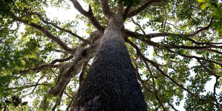 Brasil leva para COP30 proposta de fundo bilionário para financiar proteção às florestas