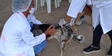 Cães e gatos: 5 regiões do DF vacinam contra a raiva neste sábado