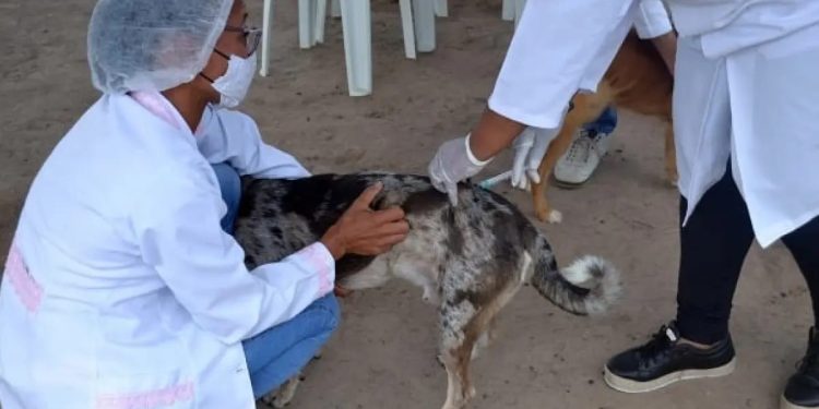 Cães e gatos: 5 regiões do DF vacinam contra a raiva neste sábado