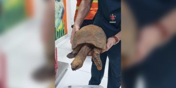 Vídeo: jabuti com a pata queimada é resgatado de incêndio no DF