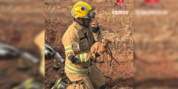 Cachorrinho se perde da mãe e é resgatado a 2 metros de profundidade